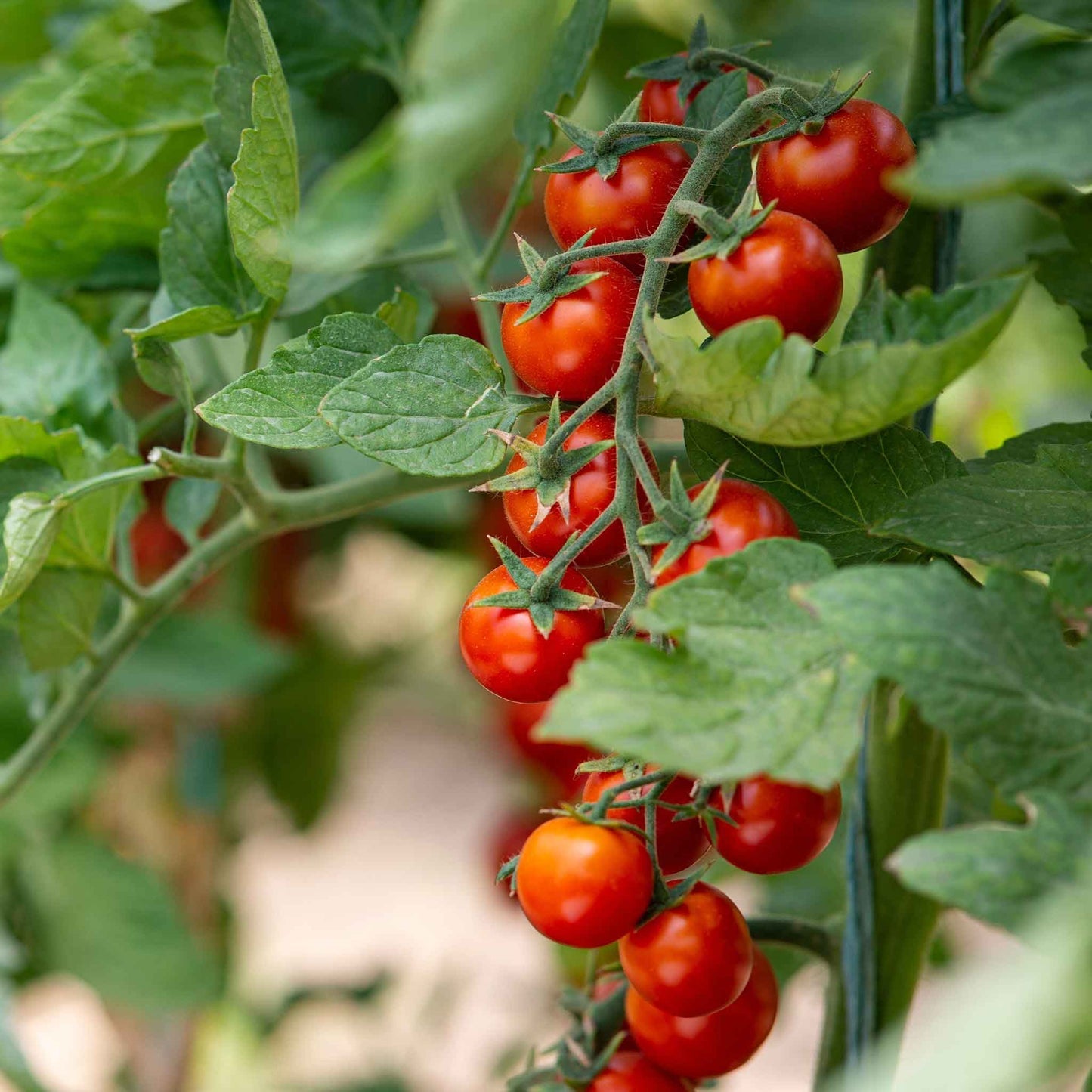 Cherry Tomato