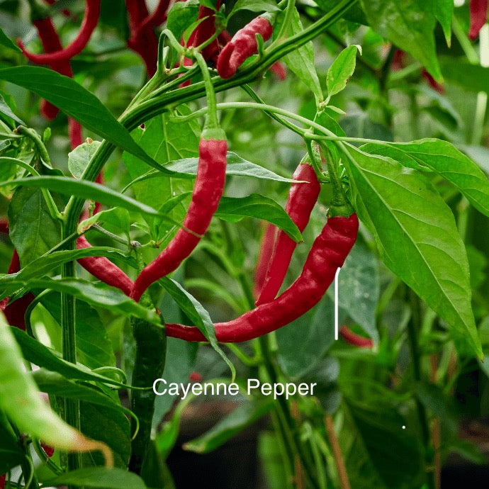 Starter Pack – Tomatoes & Peppers