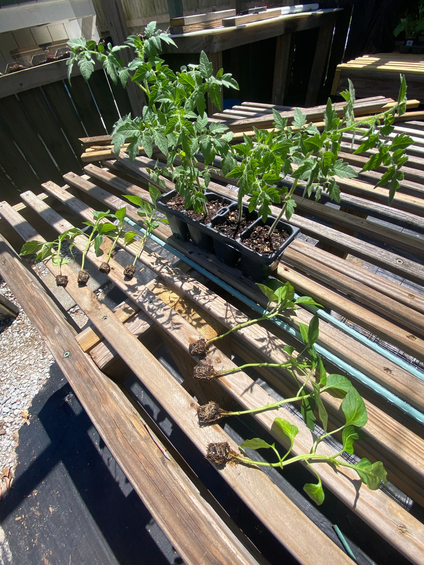 Starter Pack – Tomatoes & Peppers