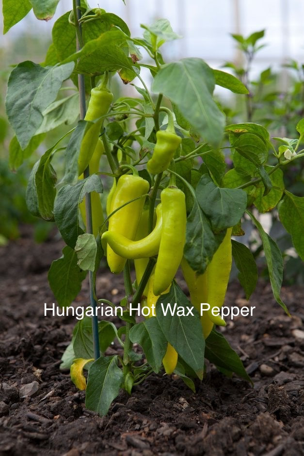 Starter Pack – Tomatoes & Peppers