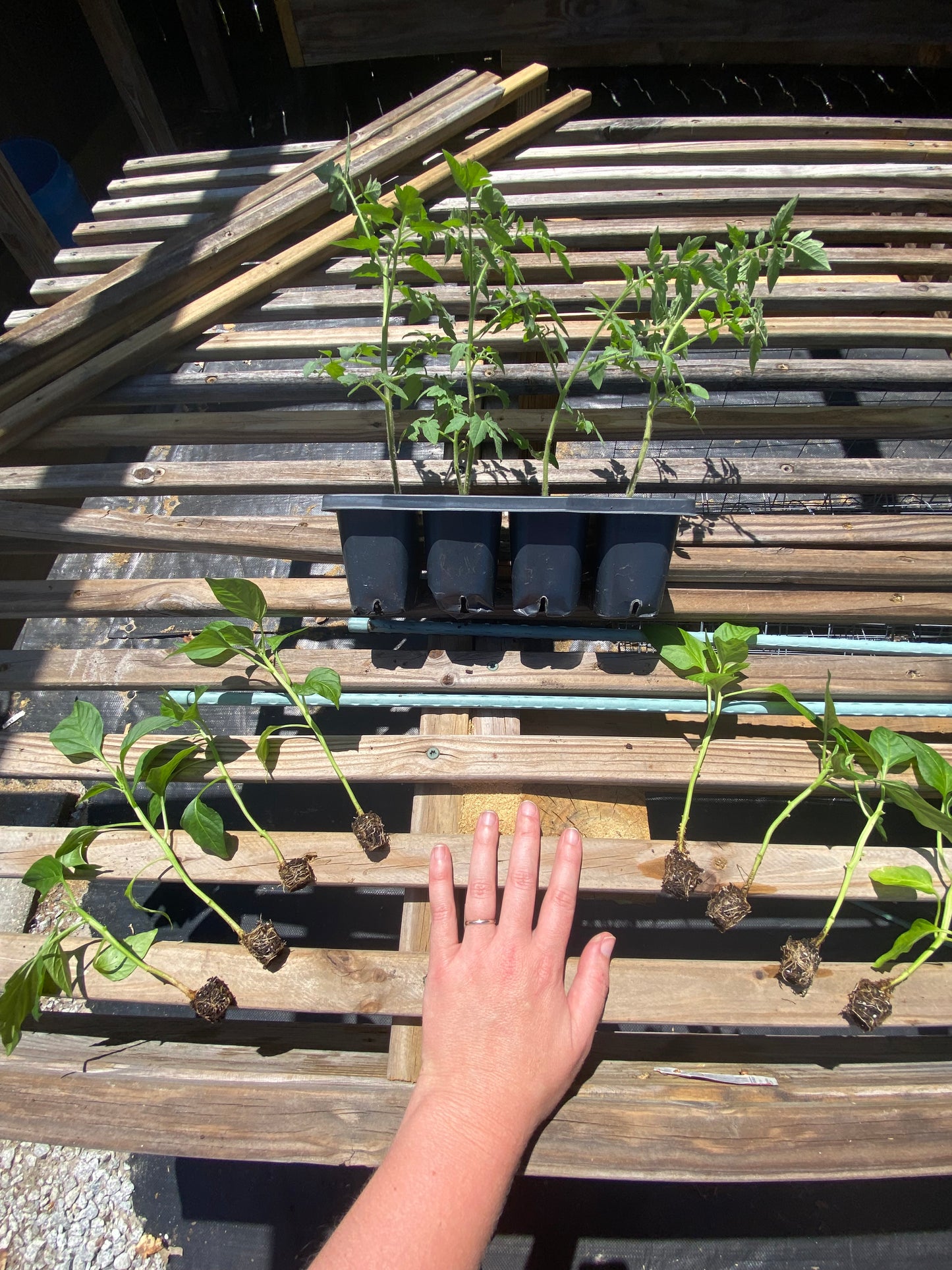 Starter Pack – Tomatoes & Peppers