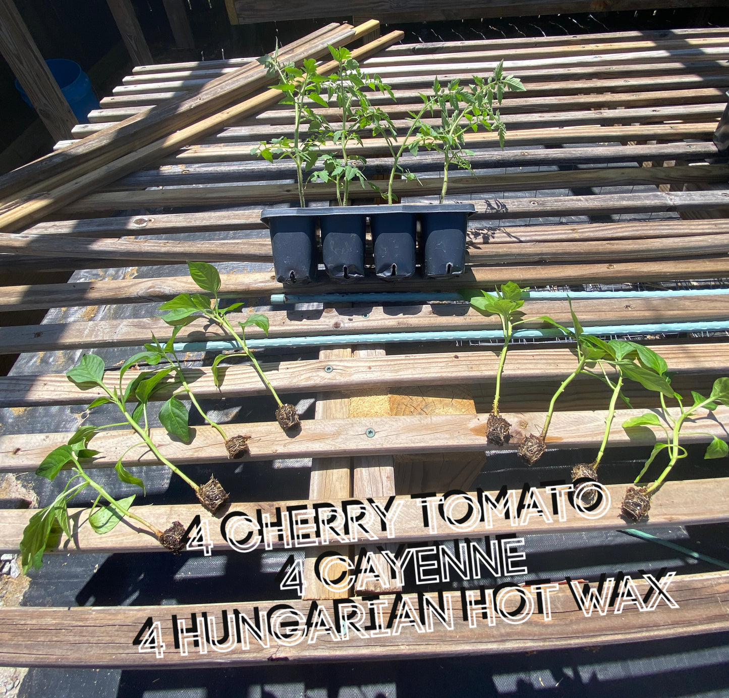 Starter Pack – Tomatoes & Peppers