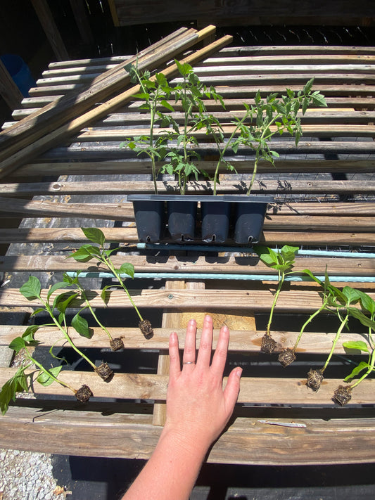 Starter Pack – Tomatoes & Peppers